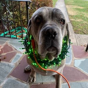 Meet your Posher, Christ chaser